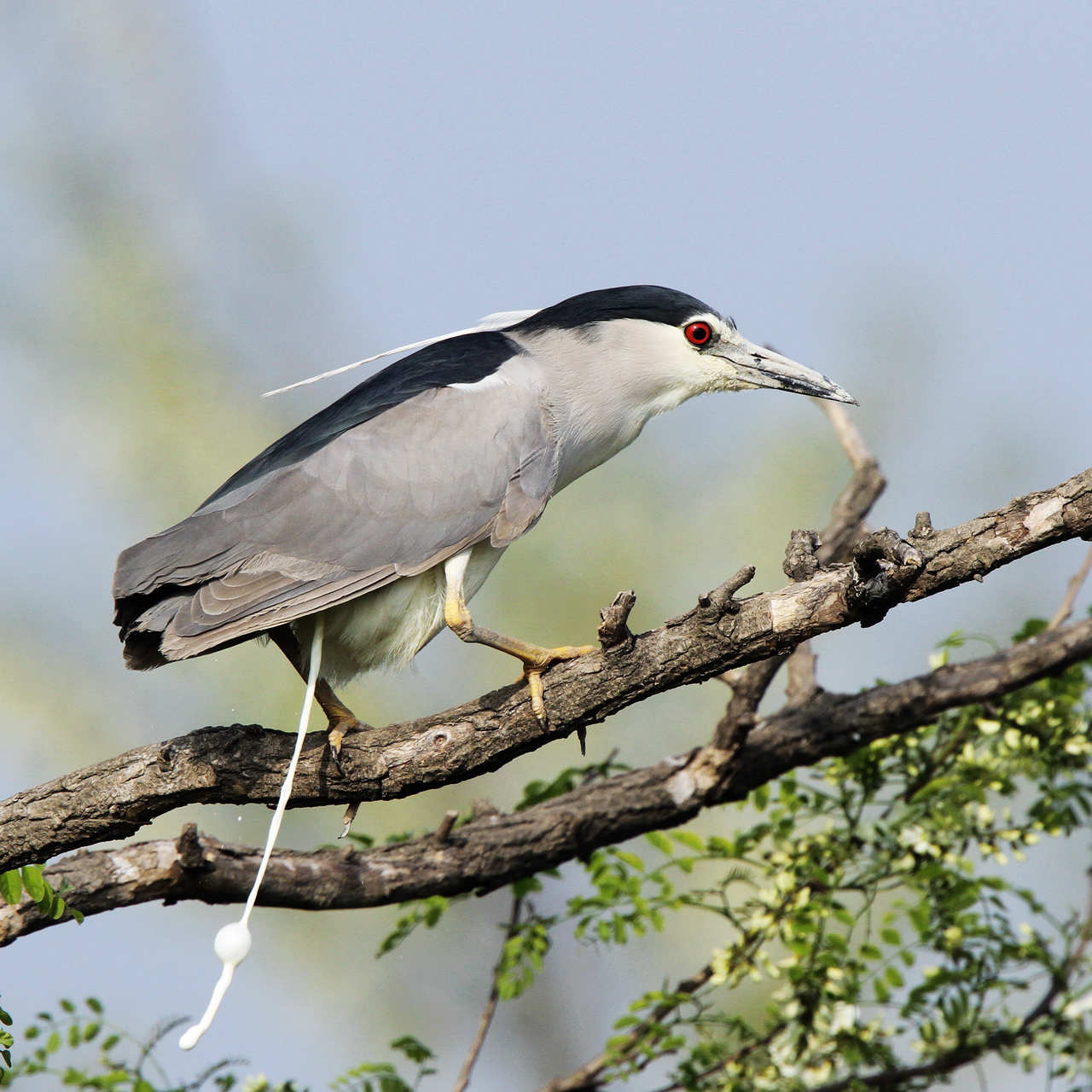 个人较满意的一幅鸟类排便图