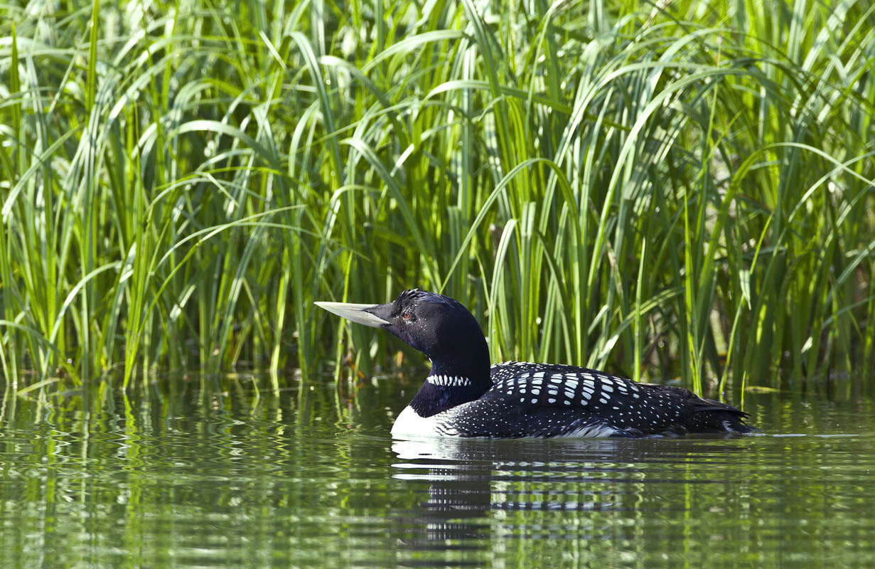 白嘴潜鸟 - 辽宁版 liaoning鸟网