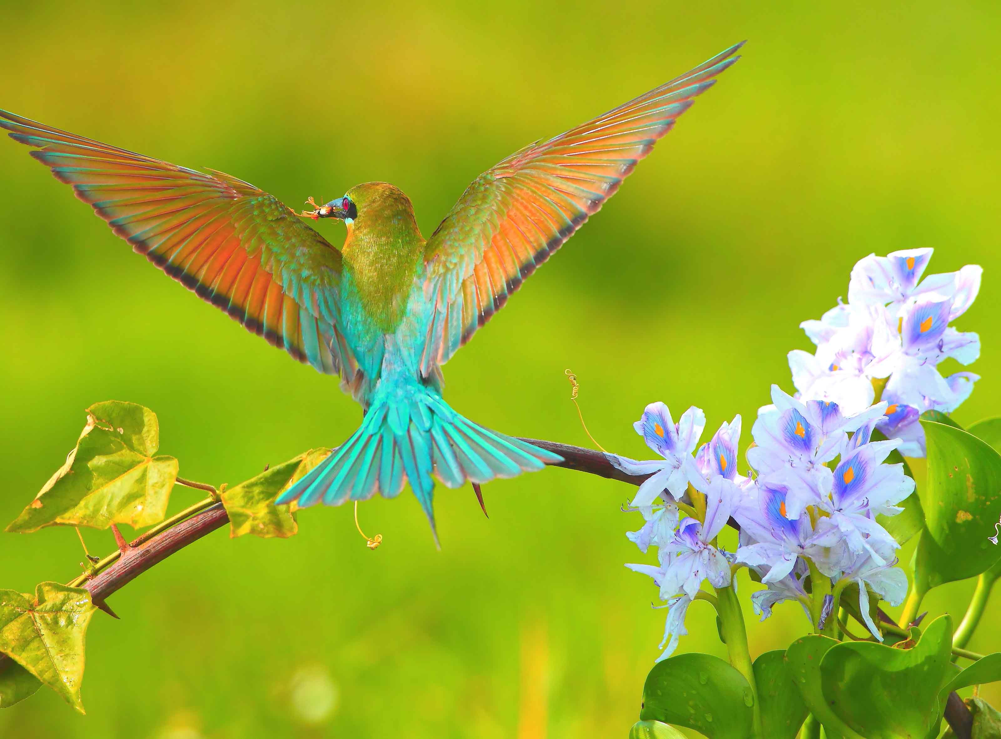 雨后蜂虎 - 林鸟版 forest birds 鸟网