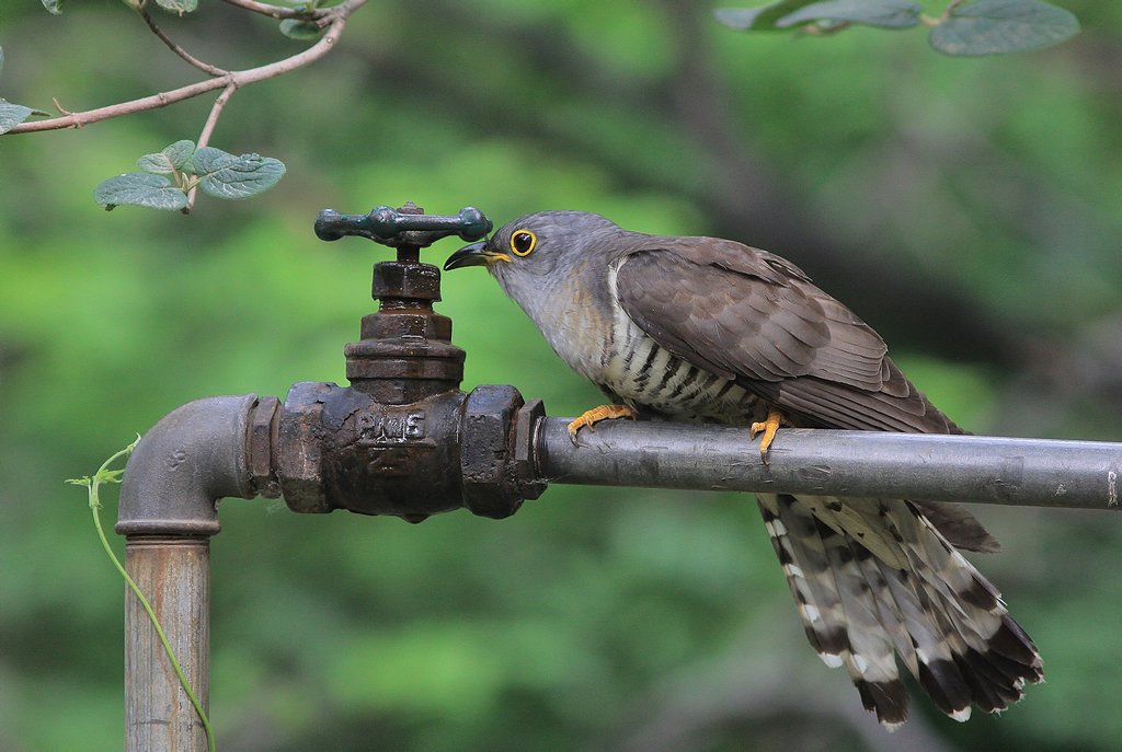 四聲杜鵑布穀鳥喝水圖