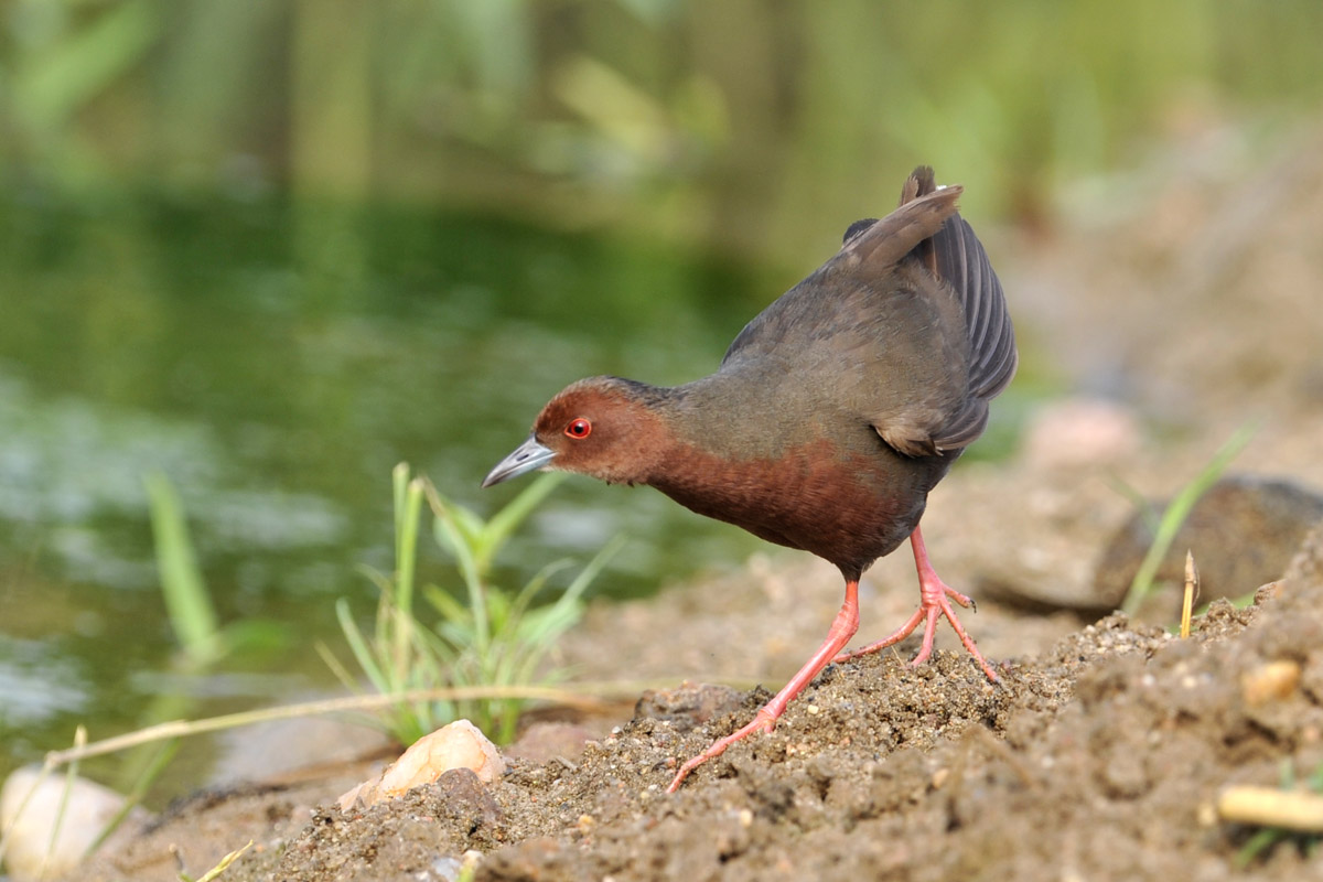 怕羞的红胸田鸡