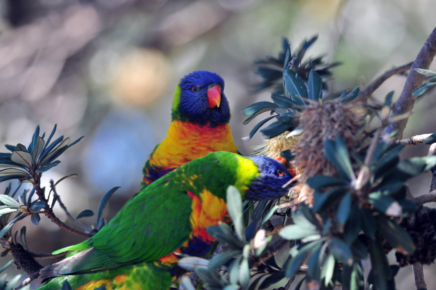 彩虹鹦鹉澳大利亚鸟类随拍之四