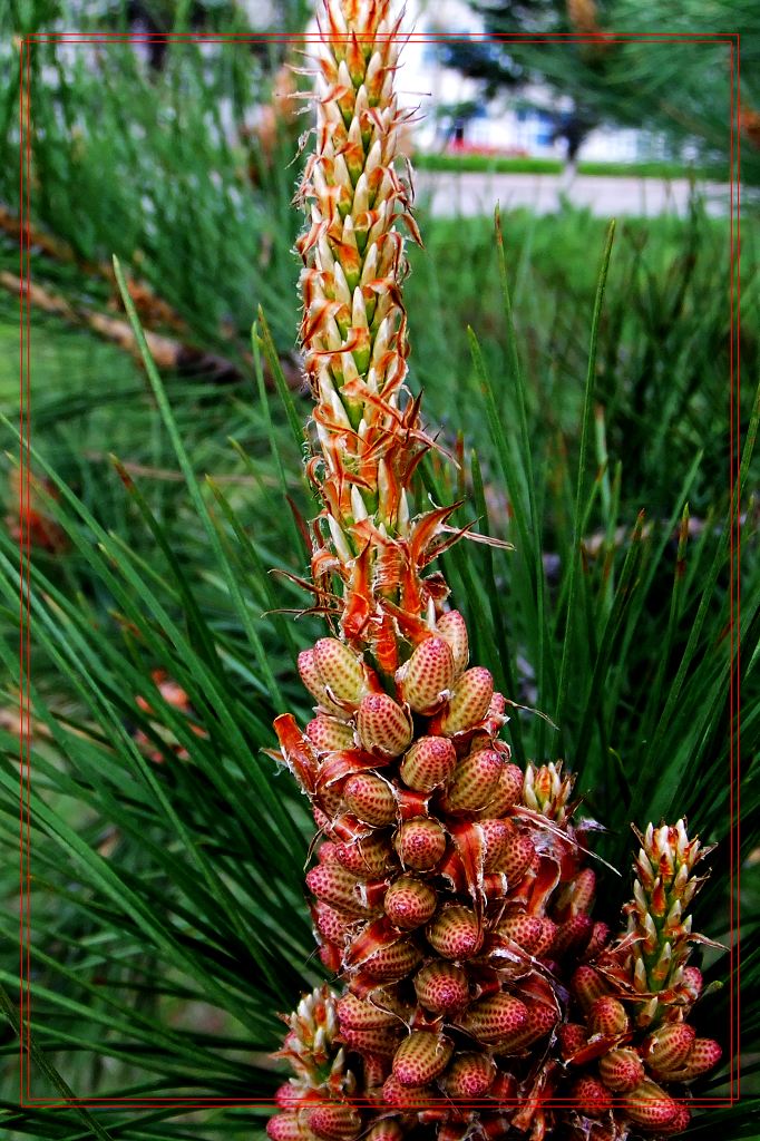 红松树花