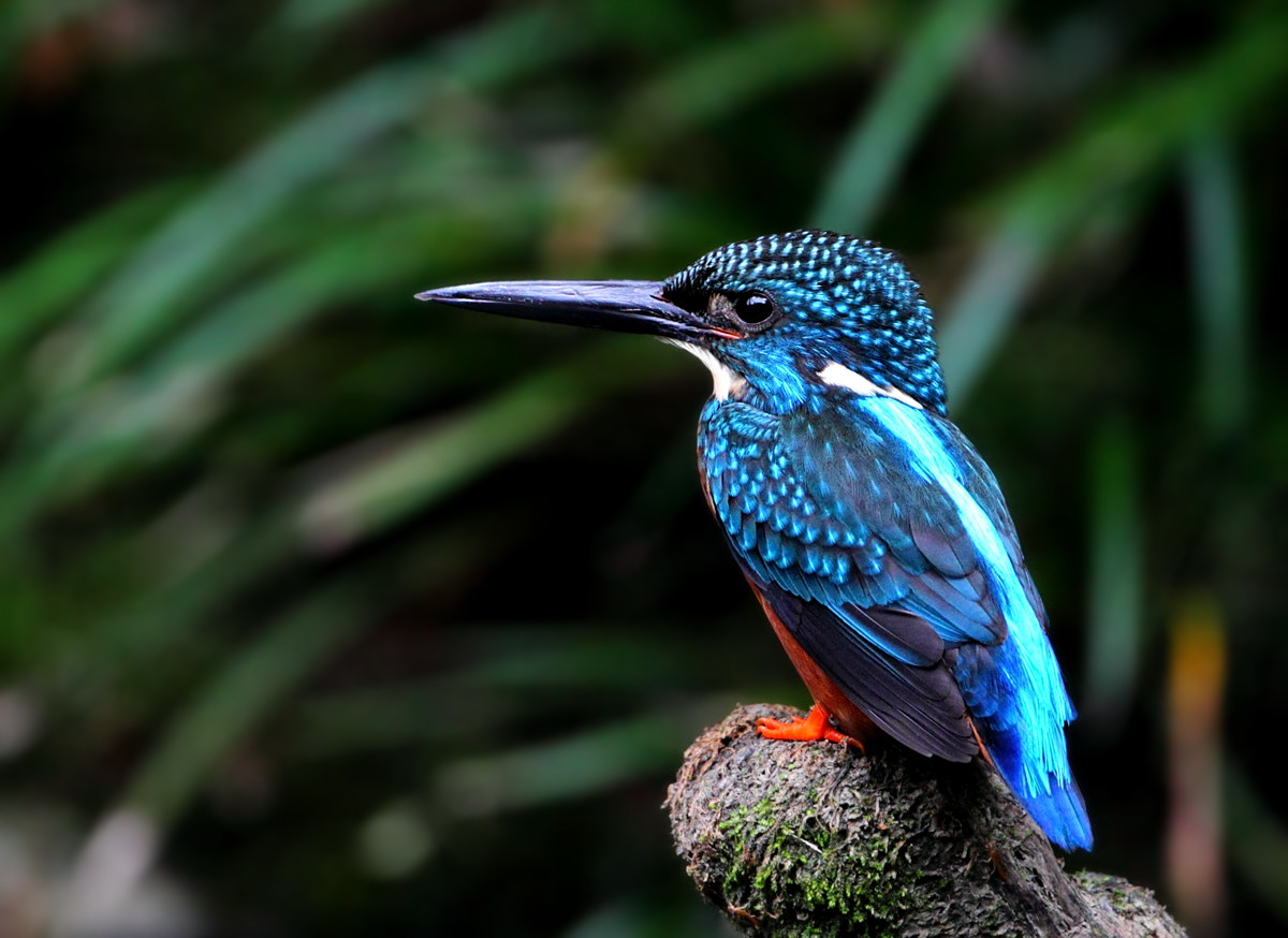 斑头大翠鸟班头大翠鸟贺江西版开通