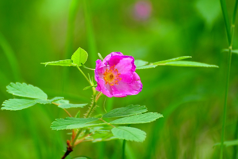 野生玫瑰花原生图片