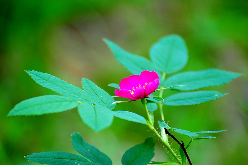 野生玫瑰花原生图片