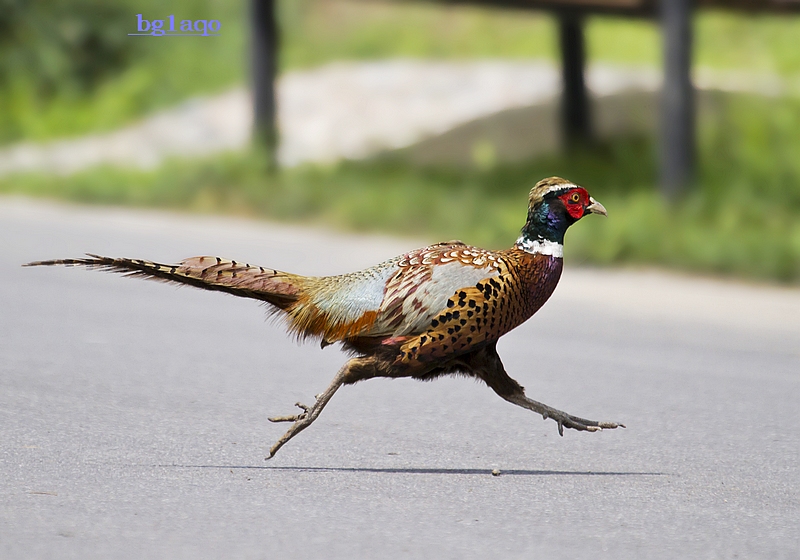 狂奔的雉鸡