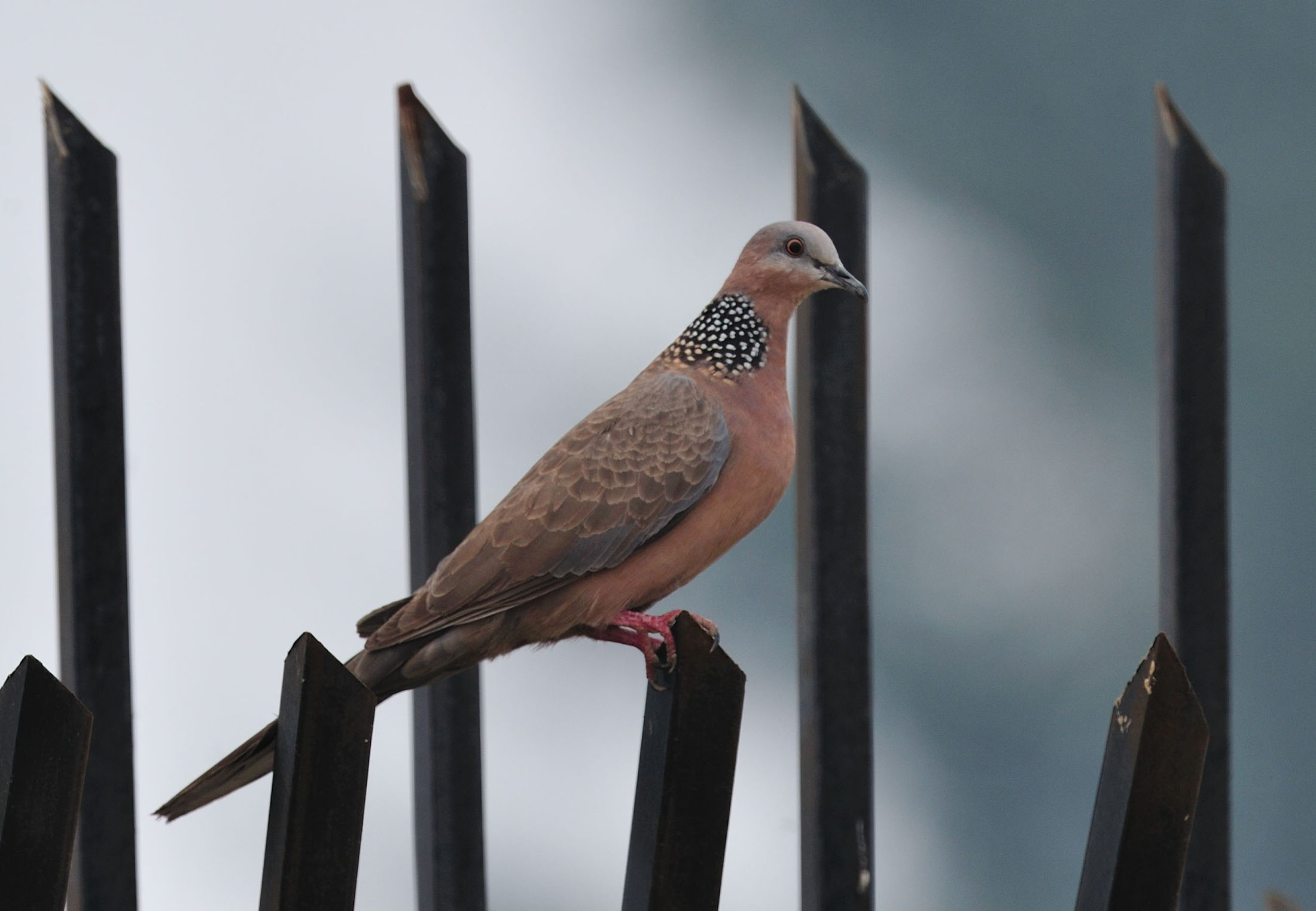 刃上斑鳩