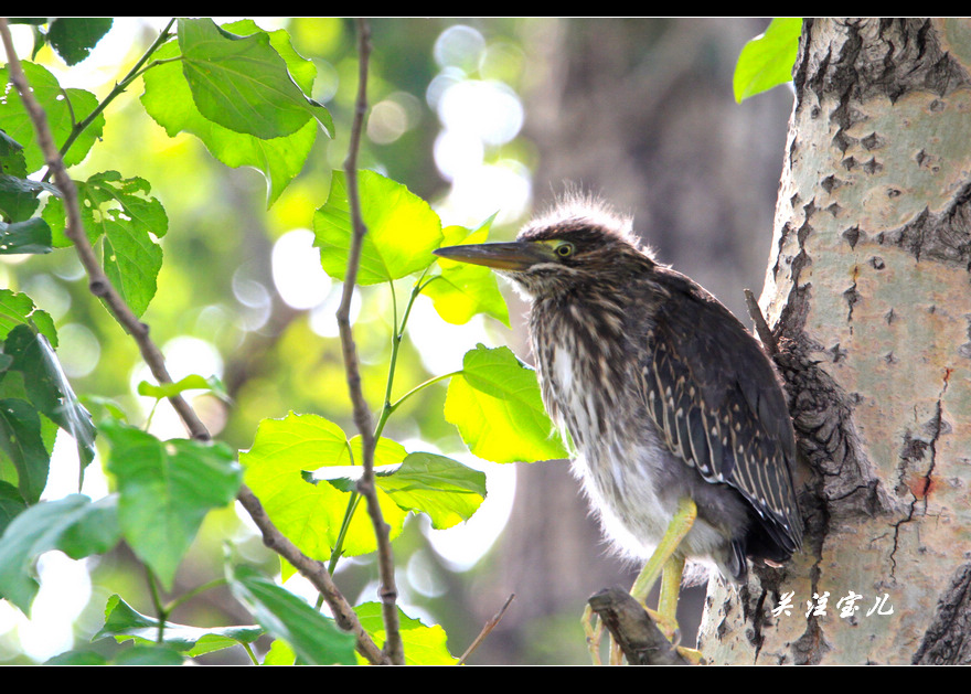 绿鹭幼鸟