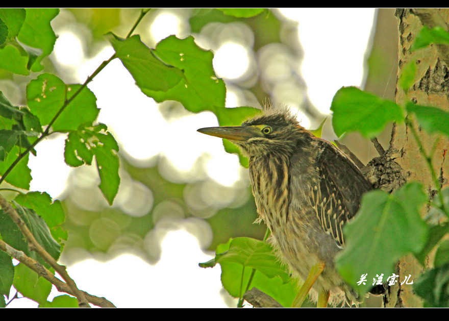 绿鹭幼鸟