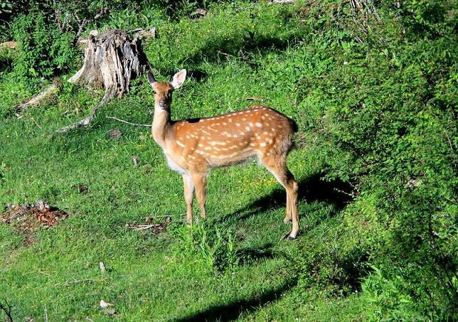 若尔盖铁布自然保护区的梅花鹿 - 第3页 - 野生动物版 鸟网