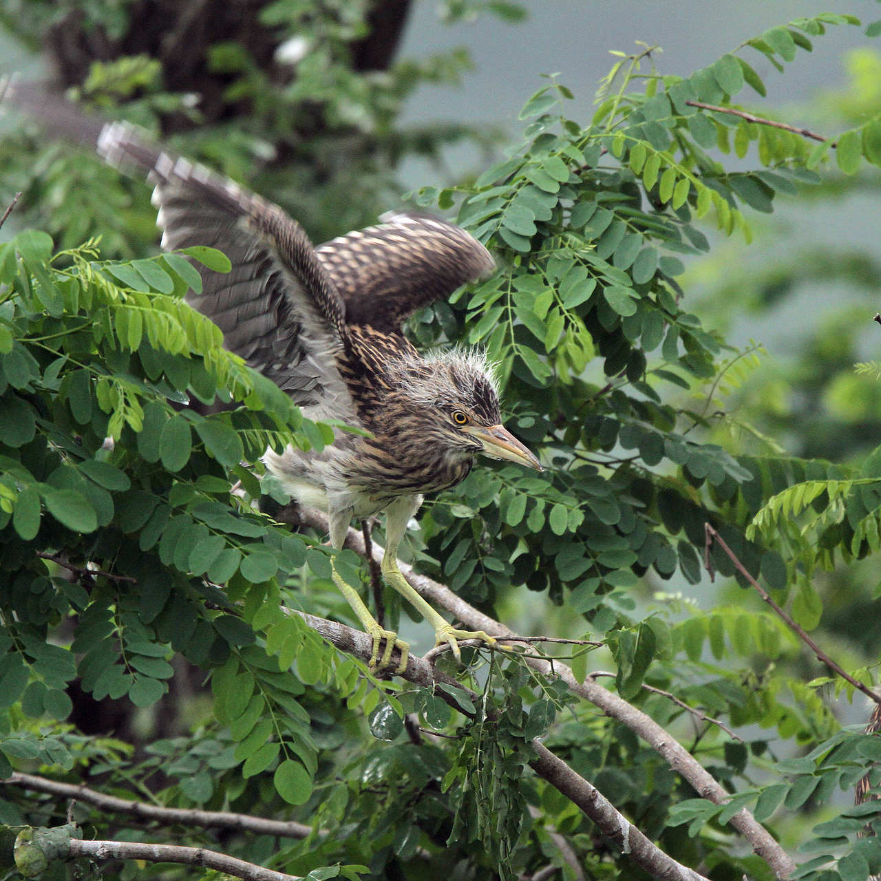 夜鹭雏鸟练平衡