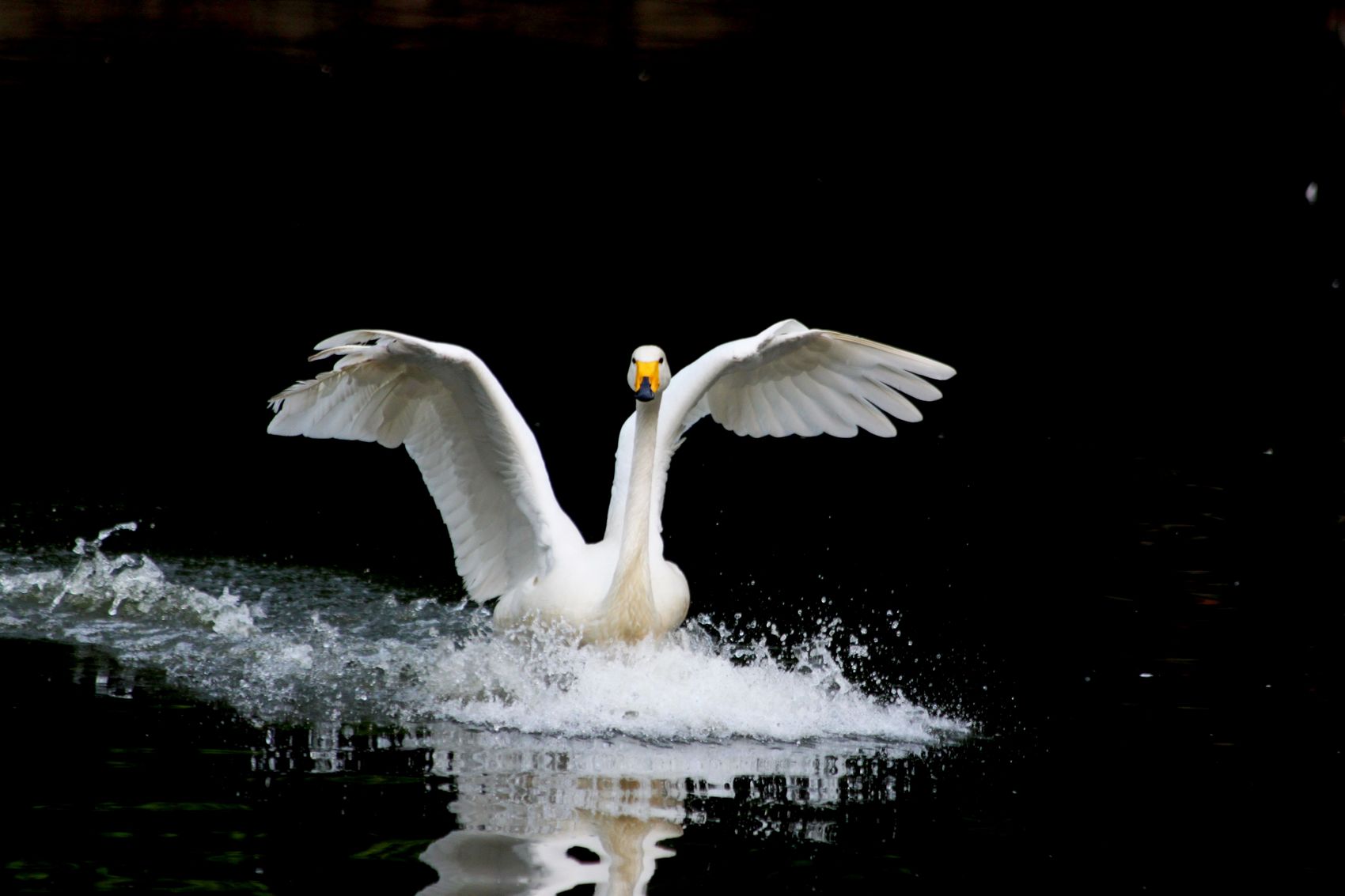 白天鹅水上芭蕾