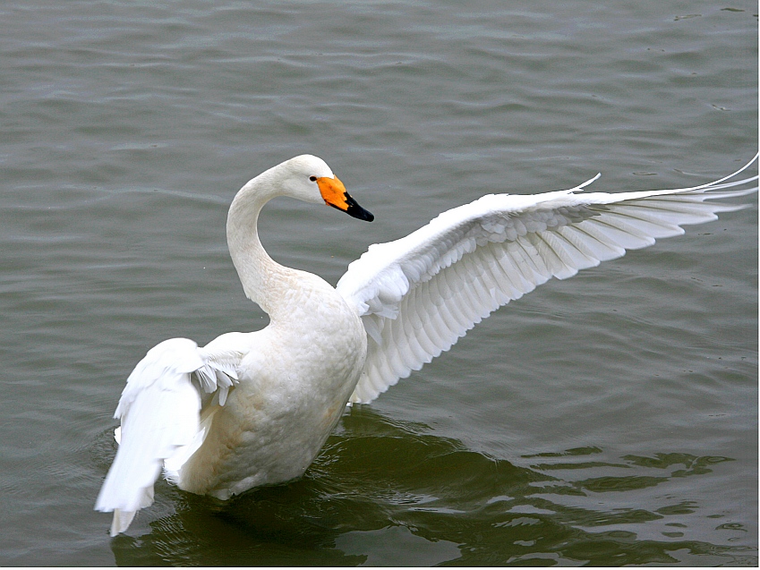 天鹅展翅