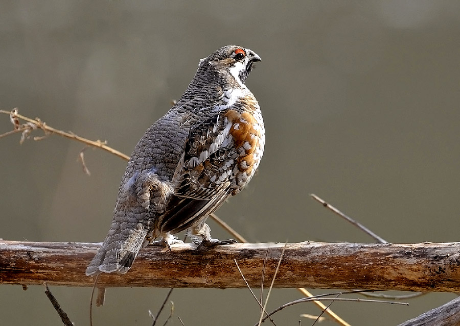 初春花尾榛鸡雌雄组照黑龙江驰风