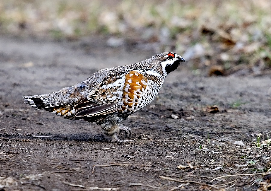 初春花尾榛鸡雌雄组照黑龙江驰风
