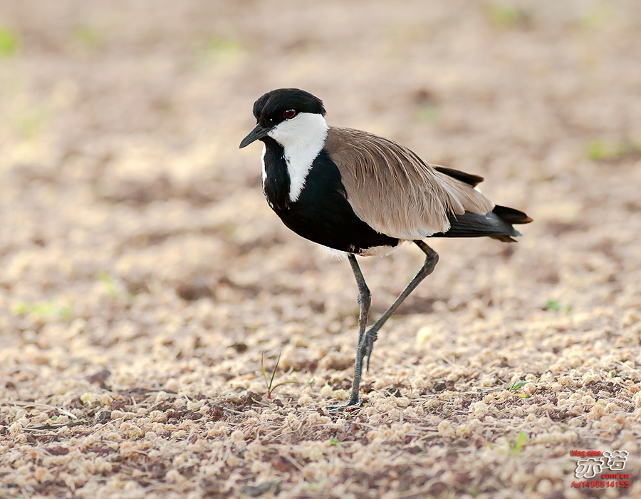 在非洲拍的新鸟之九:黑胸距翅麦鸡 spur-winged lapwing