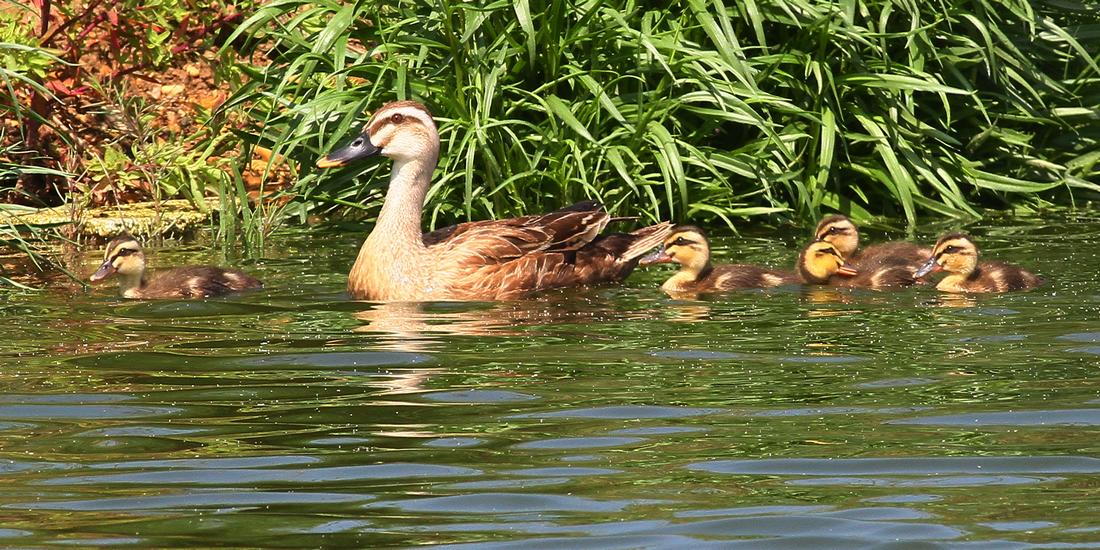 池塘里来了一群小鸭子