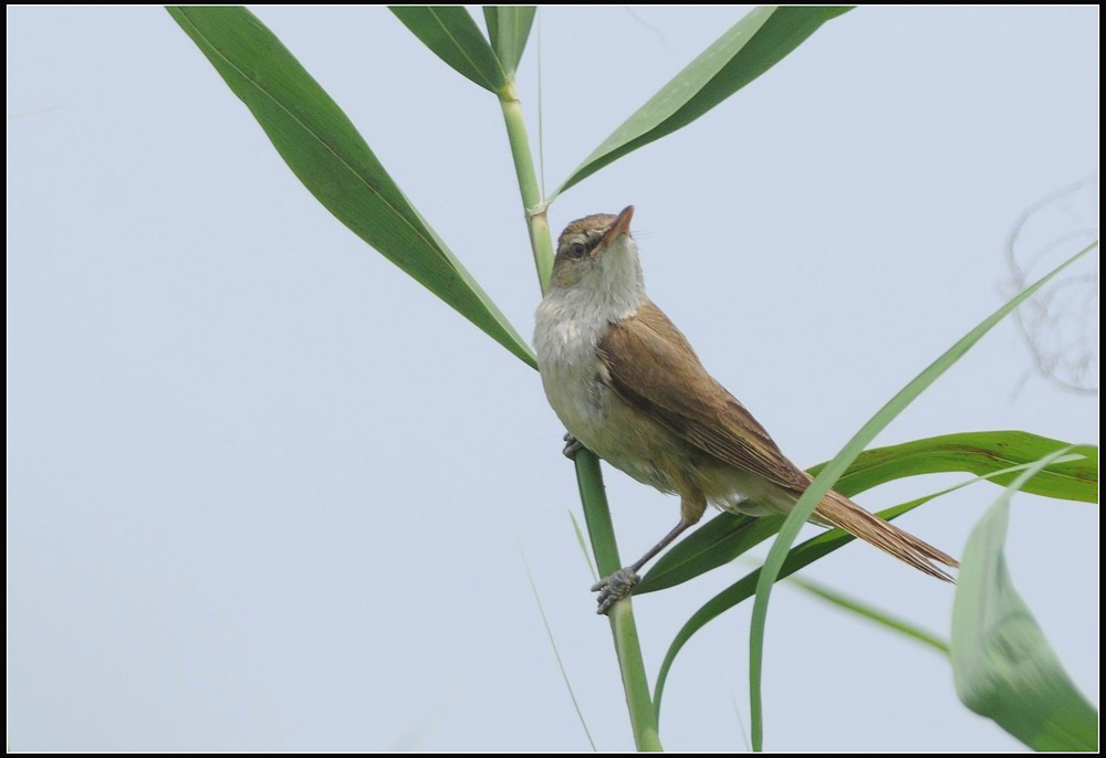 东方大苇莺幼鸟