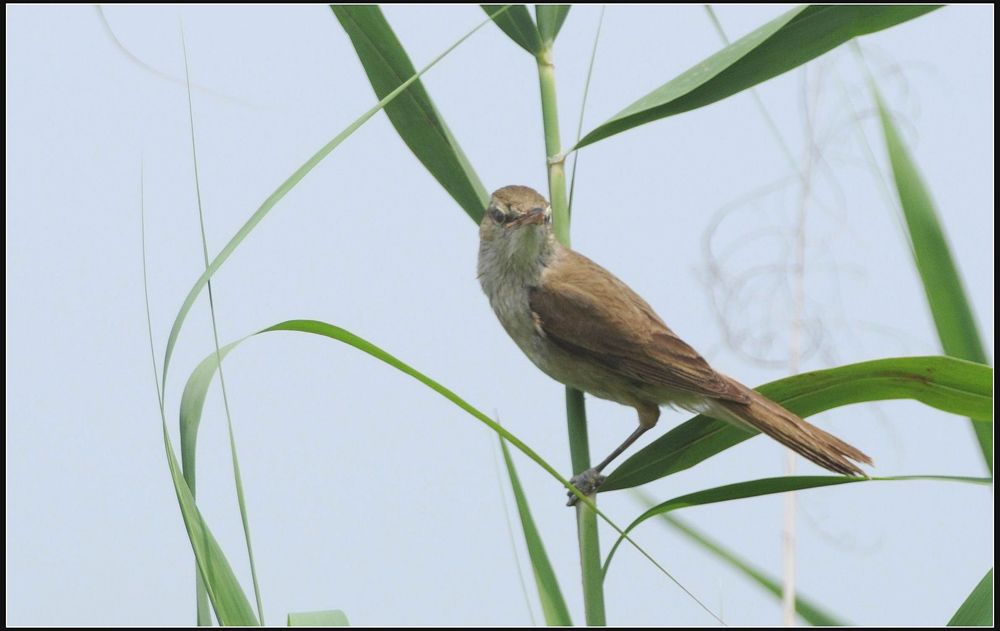 东方大苇莺幼鸟