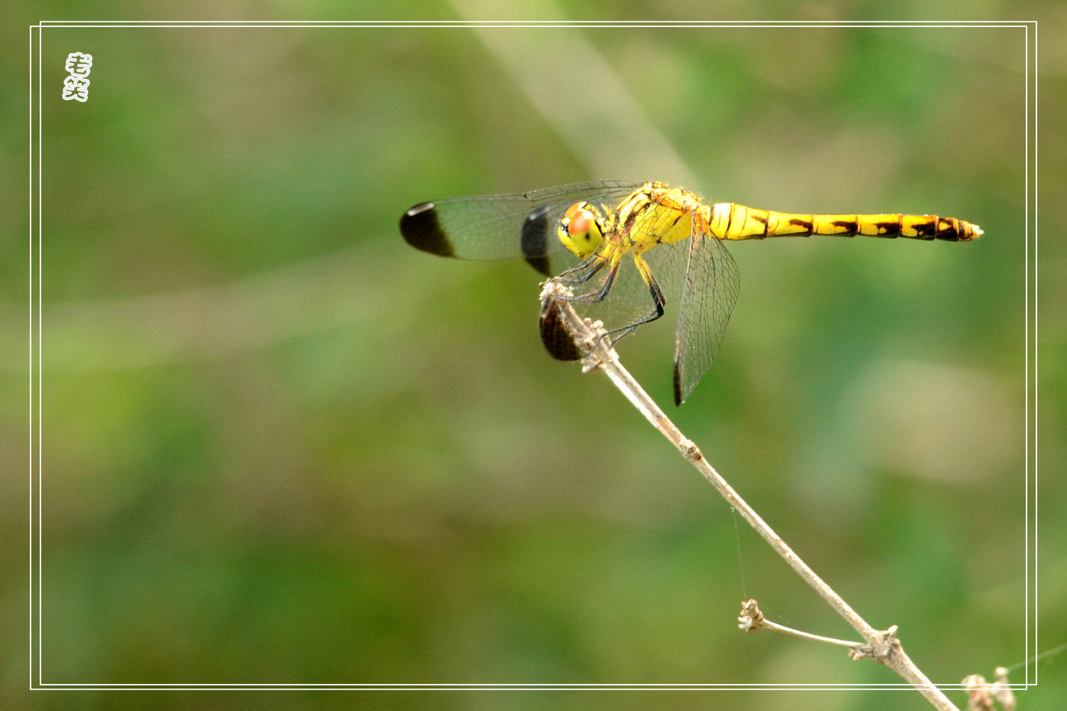 蚊虫的天敌蜻蜓