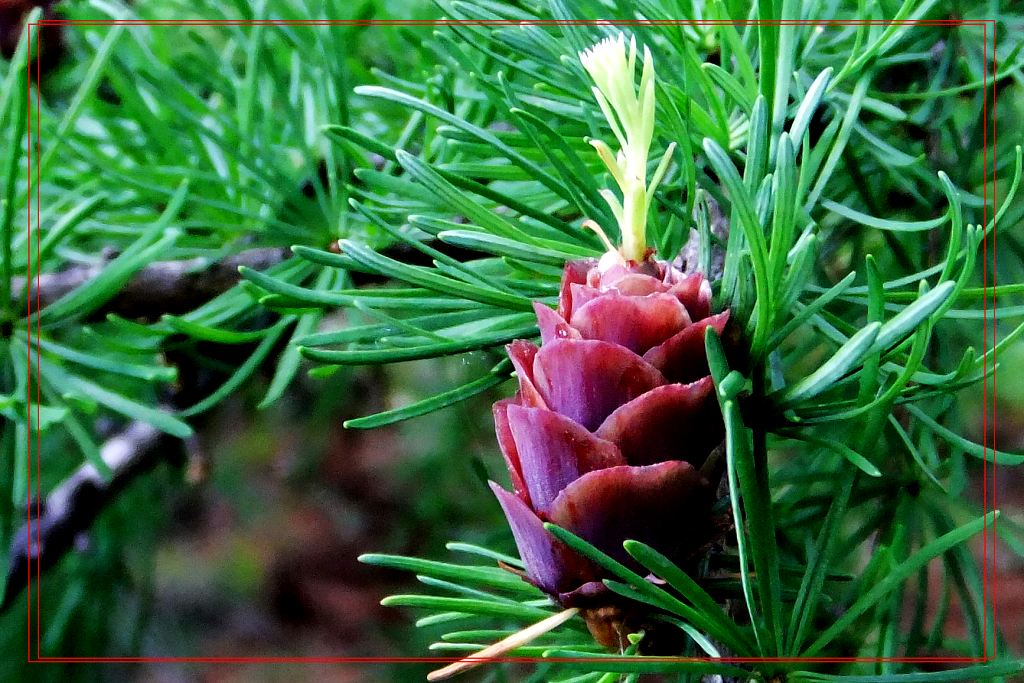 黄花落叶松开花结果