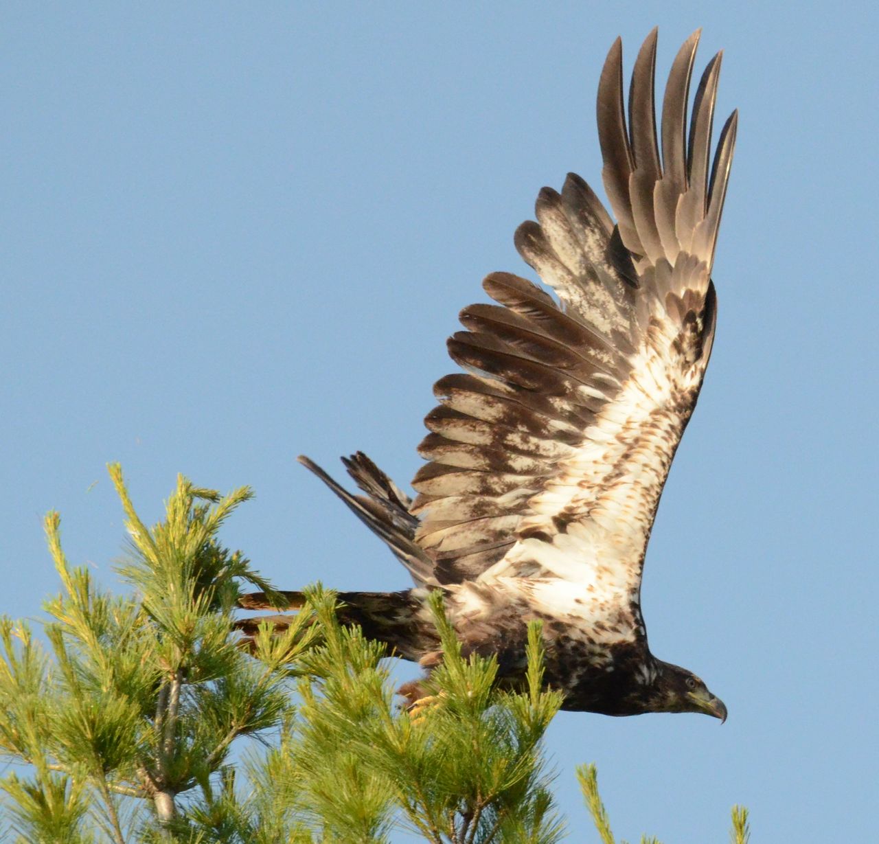 美国白头鹰americanbaldeagle