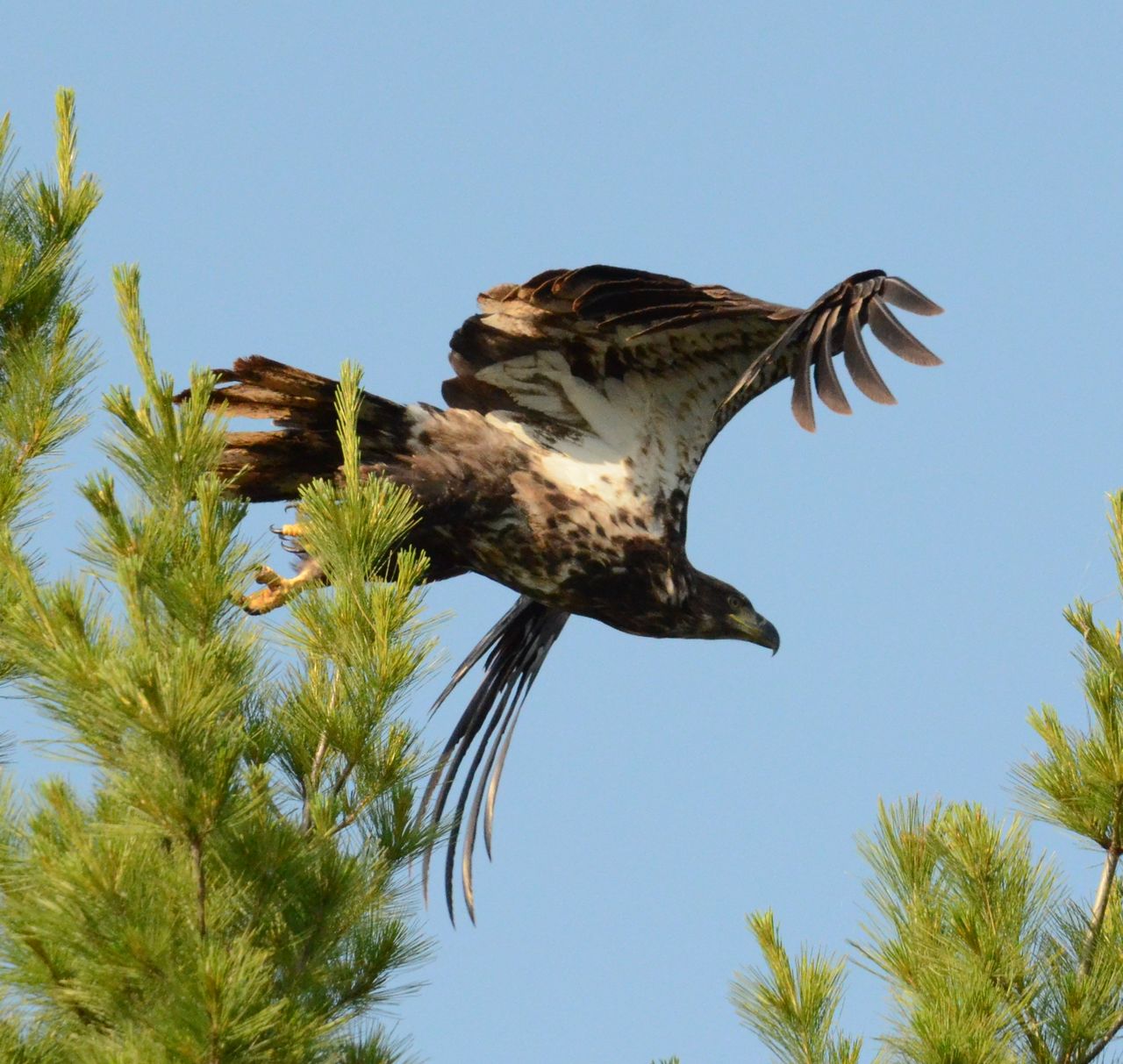 美国白头鹰americanbaldeagle