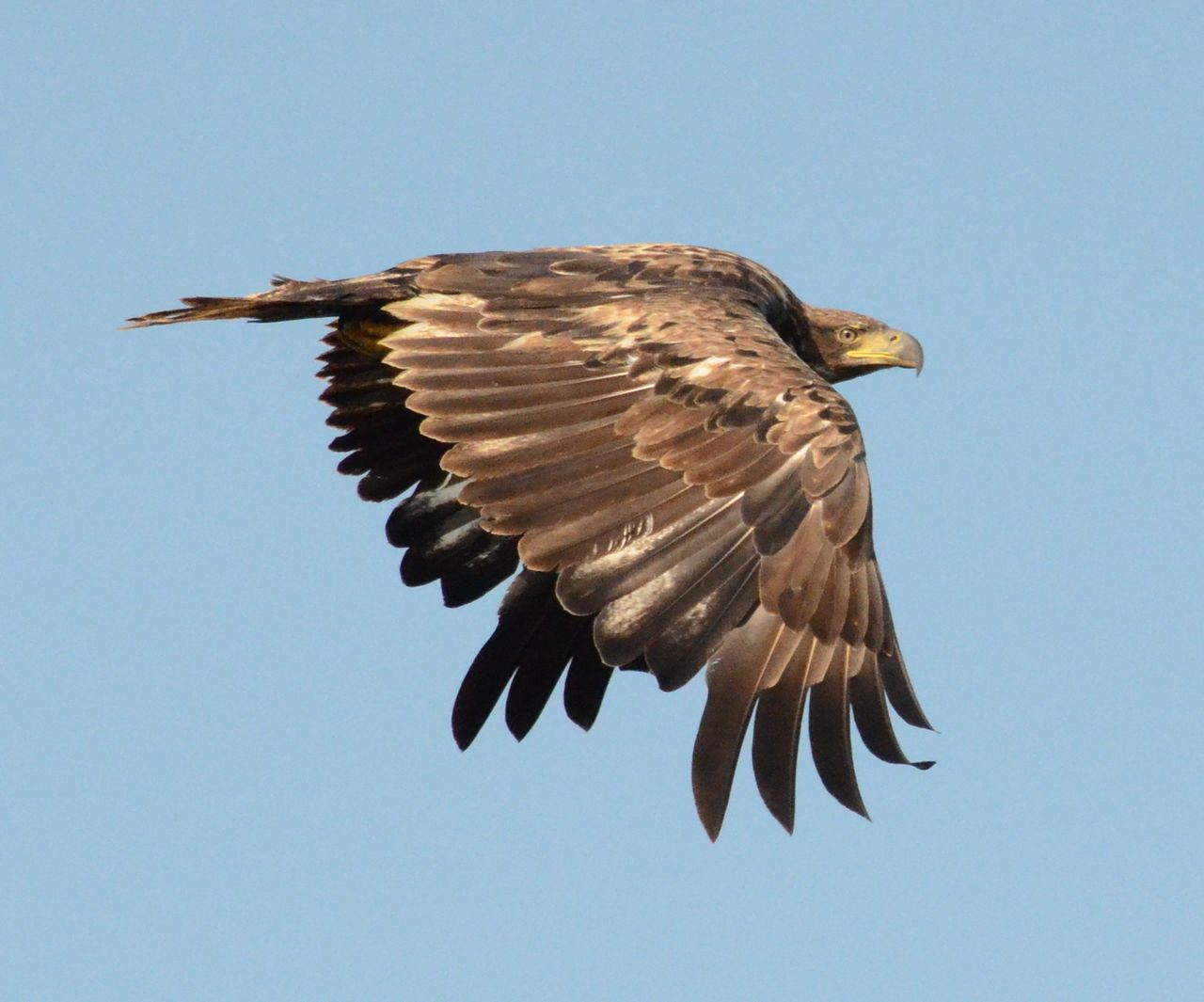 美国白头鹰americanbaldeagle