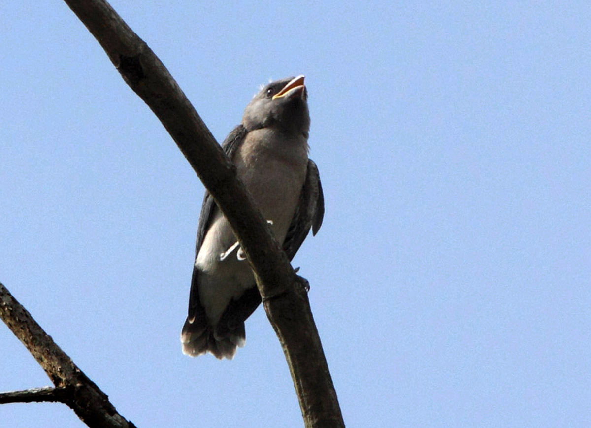 灰燕鵙公母图片