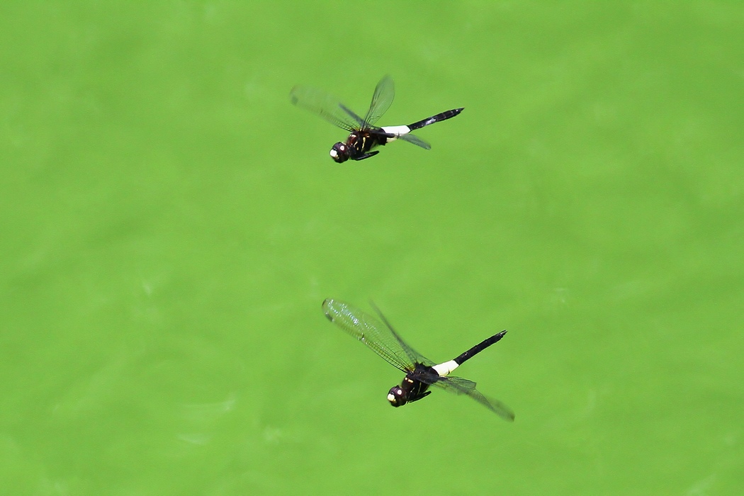 蜻蜓双飞