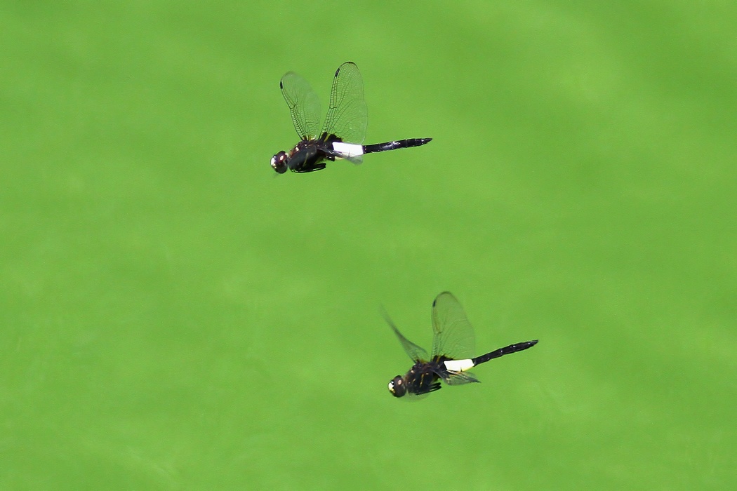 蜻蜓双飞