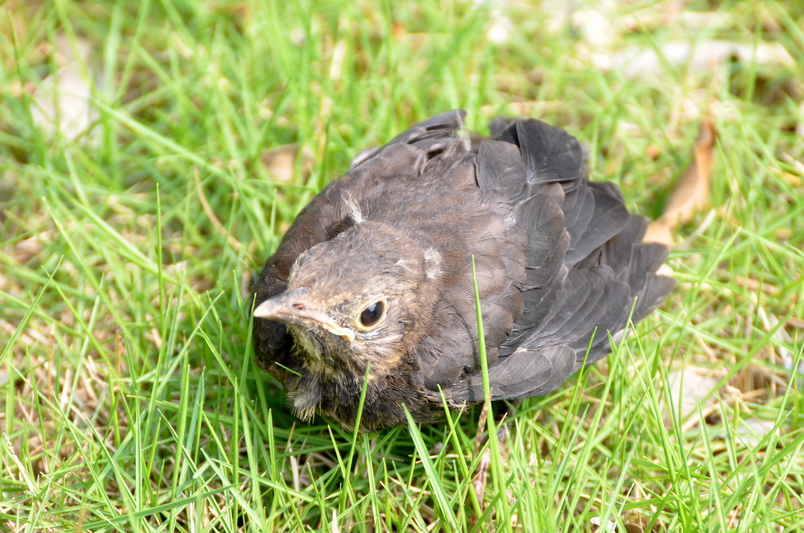 乌鸫幼鸟
