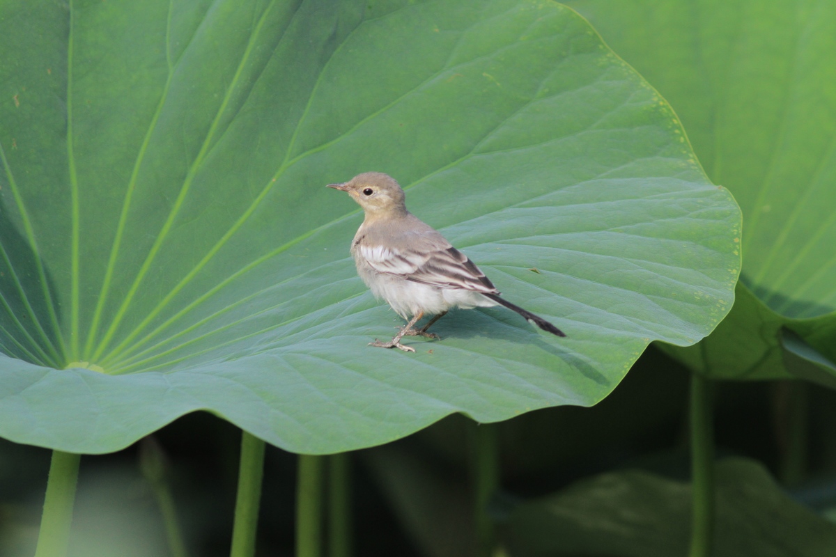 大漠中荷叶上的灰鹡鸰