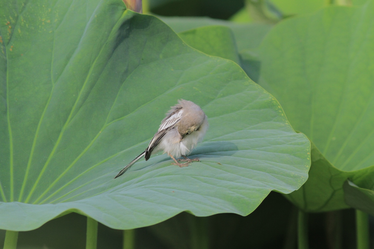 大漠中荷叶上的灰鹡鸰