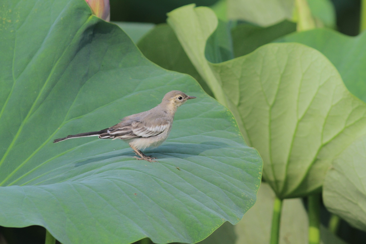大漠中荷叶上的灰鹡鸰