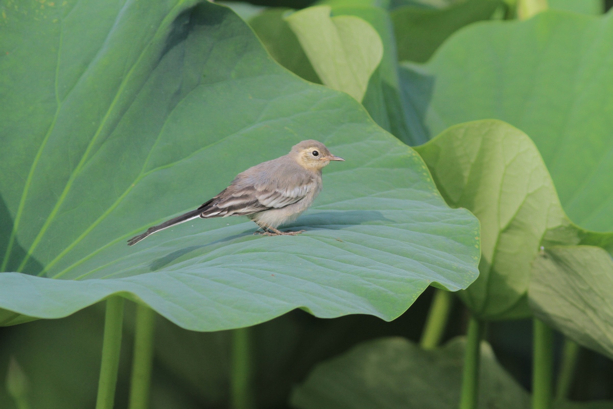 大漠中荷叶上的灰鹡鸰