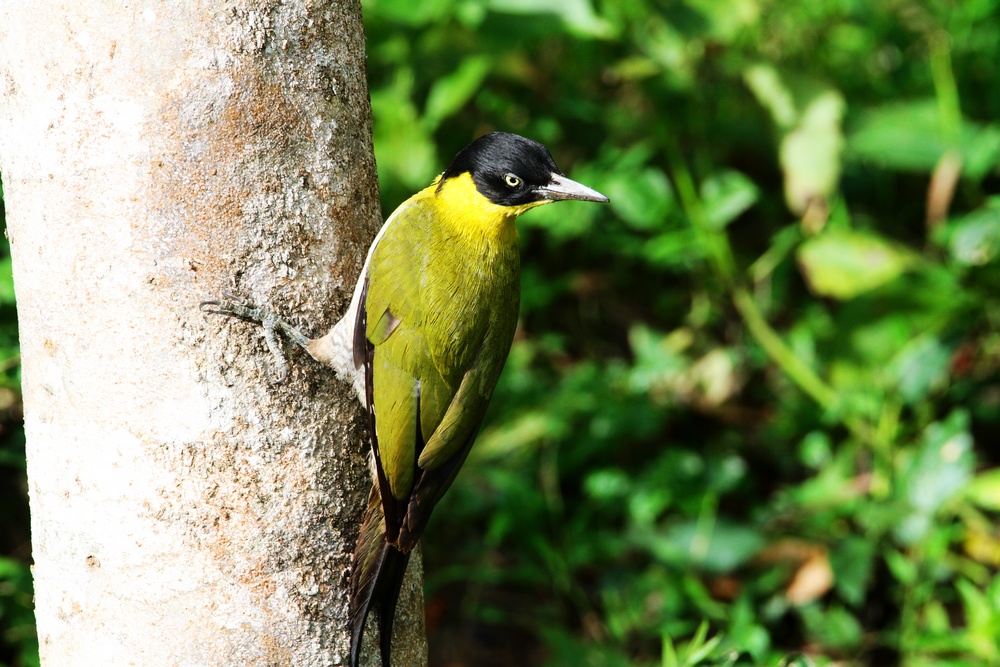 灰岩鹪鹛2011年在泰国看到的鸟主要贴自己的新鸟种