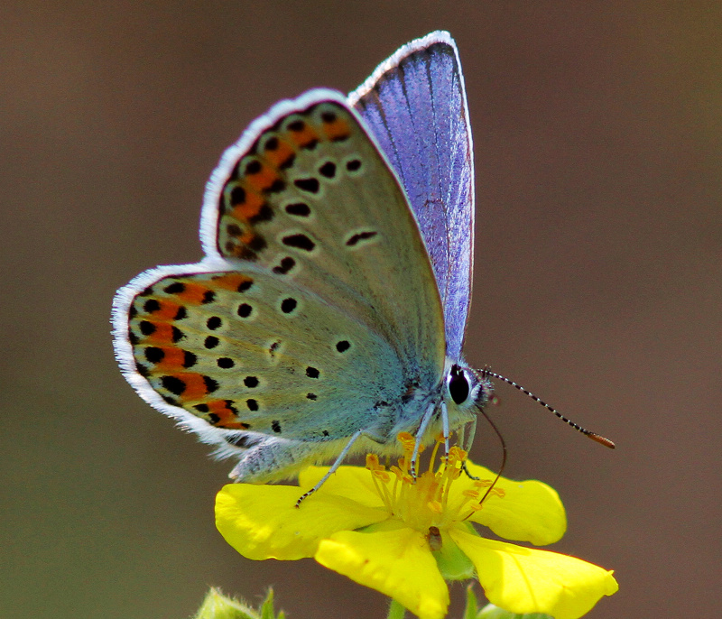 草原上的小蝴蝶