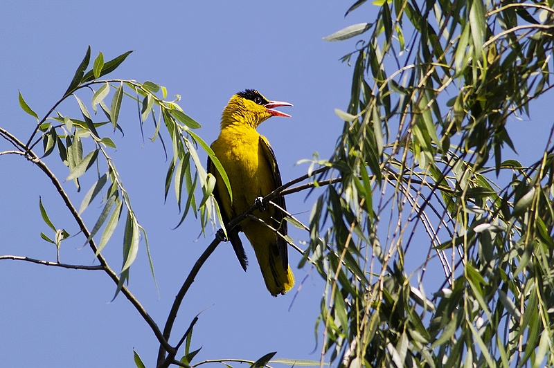 黑枕黄鹂鸣翠柳
