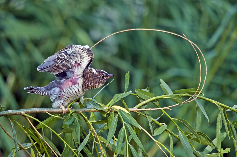杜鹃雏鸟学飞图