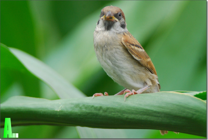 [林鸟] 夏至--小麻雀的"表情"