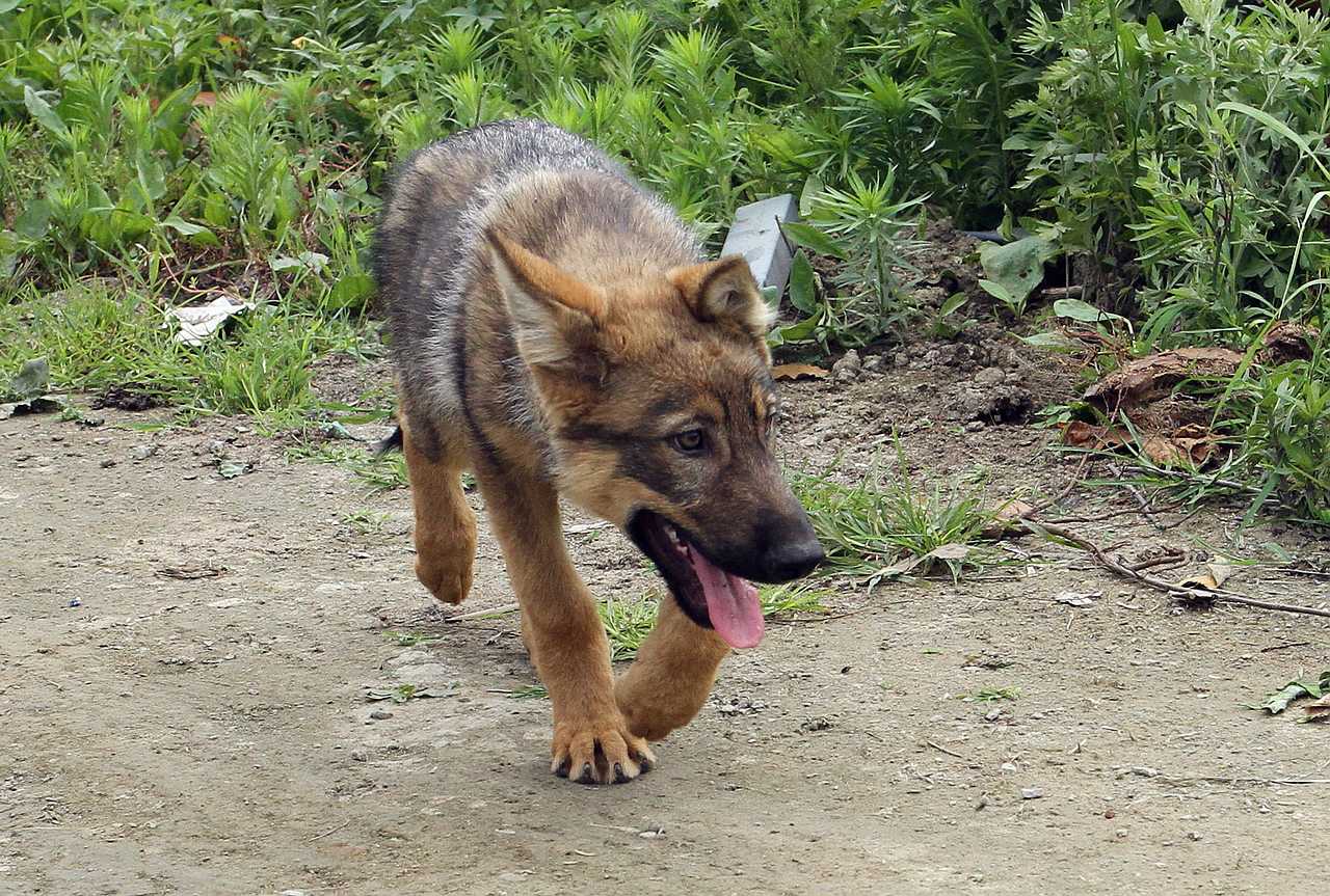 看看狼崽什么样