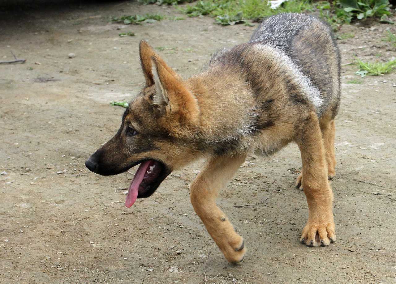 看看狼崽什么样