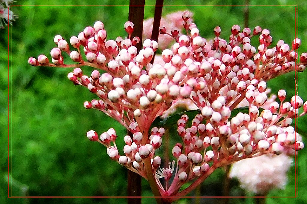 山林野花～虎麻