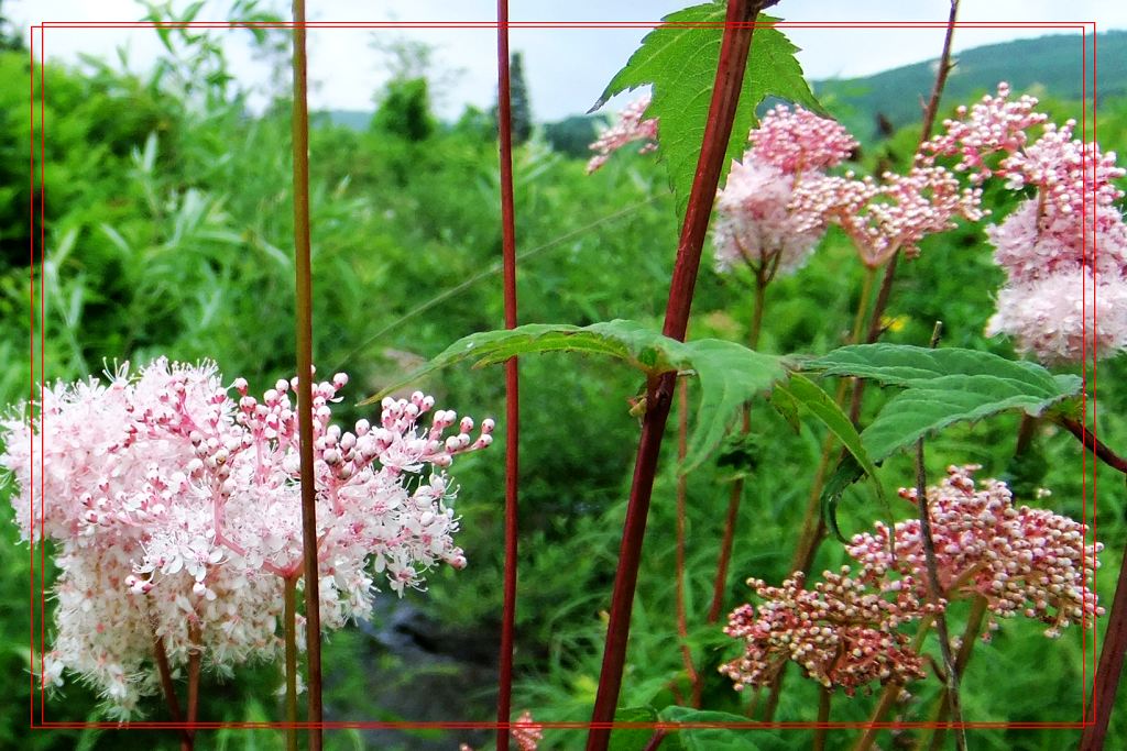 山林野花～虎麻