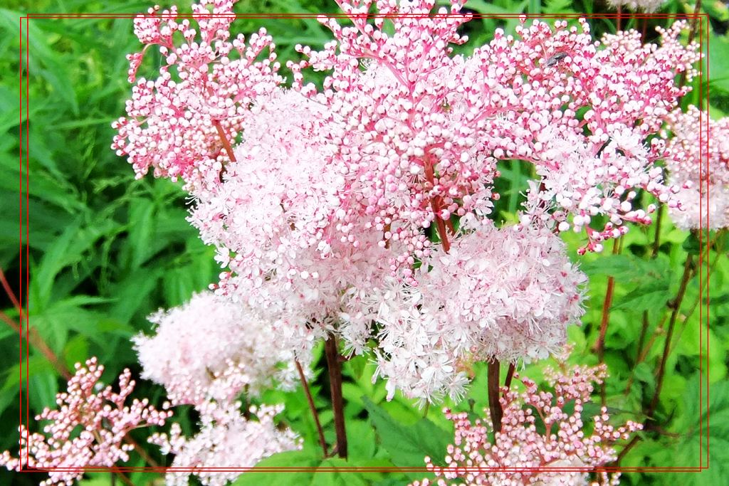 山林野花～虎麻