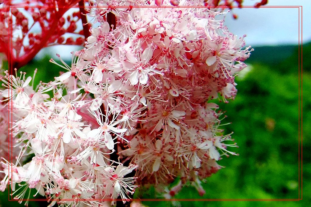 山林野花～虎麻