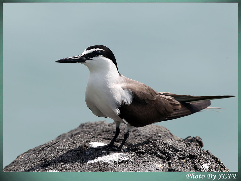 (褐翅燕鸥)两探乌屿