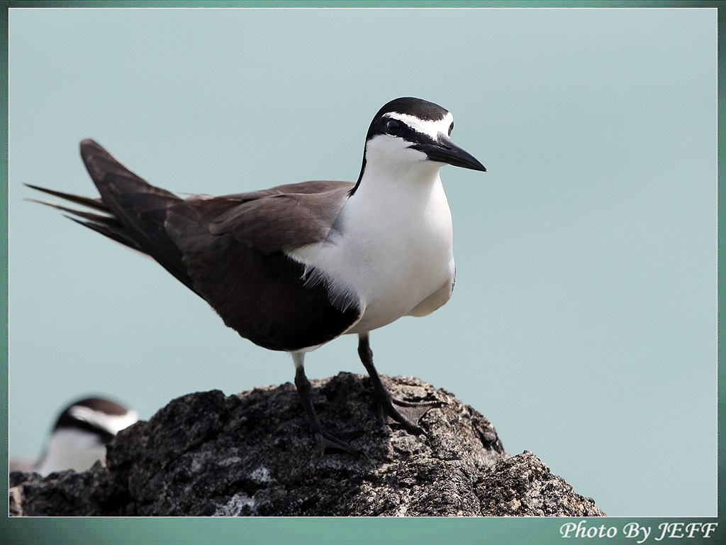 (褐翅燕鸥)两探乌屿